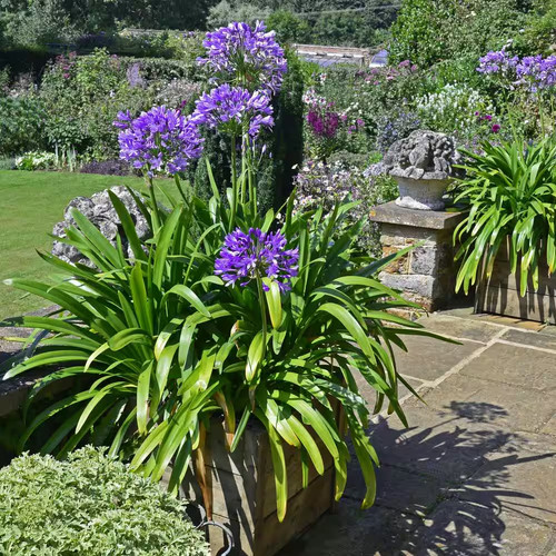 Gal agapanthus plant - 1, with