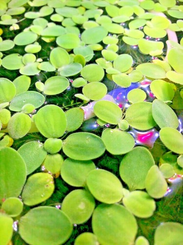 Pistia stratiotes small - pistia, water