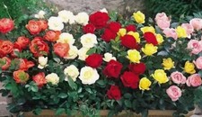 Miniature Roses Mixed Coulurs