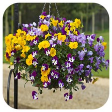 Pansy Freefall Mixed Mini Plug Plants x 24 For Potting On "Hanging Baskets"