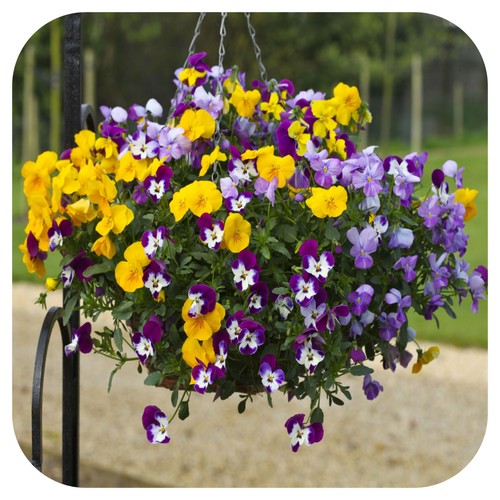 Pansy freefall mixed mini plug - pansy,