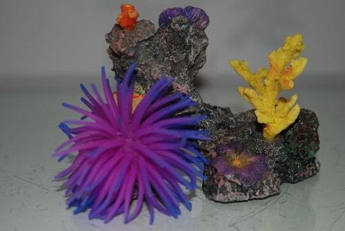 Aquarium sea coral reef - sea, garden