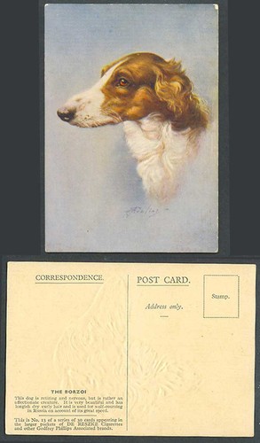 The borzoi dog - borzoi, dog,