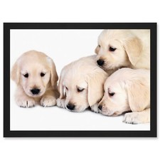 Puppys Baby Golden Retriever Dogs Pets A4 Framed Wall Art Print