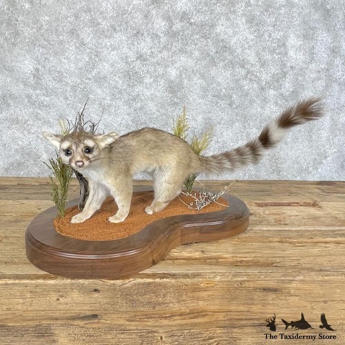 28662 ringtail cat - p,