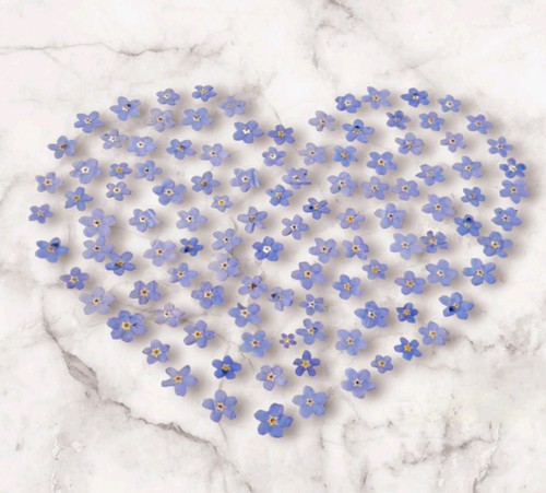 Pressed forget not flower - pressed, forget-me-not