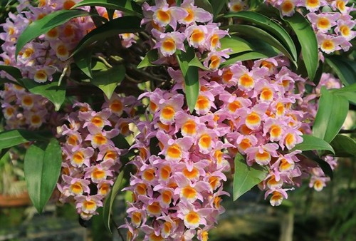 Rare dendrobium farmeri pink - dendrobium,