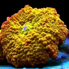 Ultra Orange Jawbreaker Soft