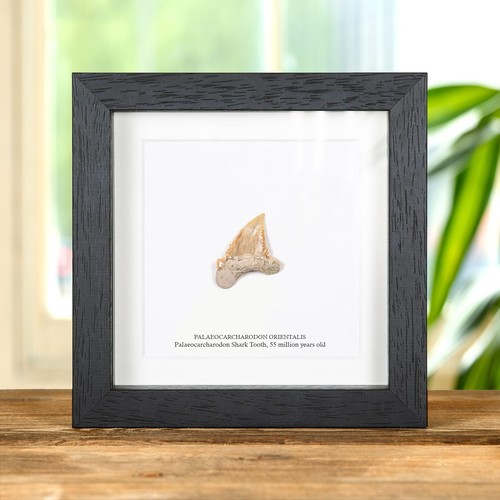 Palaeocarcharodon shark tooth - shark,