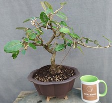 Beautiful Large Eleagnus