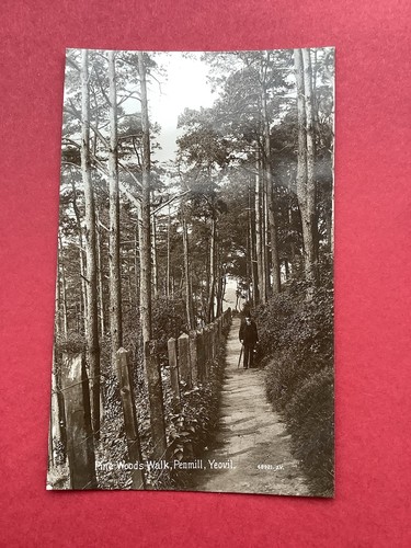 Pine woods walk penmill yeovil - walk,