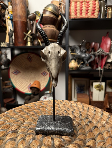 Decorative antelope skull - antelope,