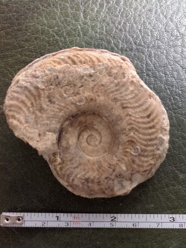 Fossil ammonite harpoceras - fossil, ammonite,