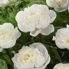 4 x Peony Pure White Bulbs –