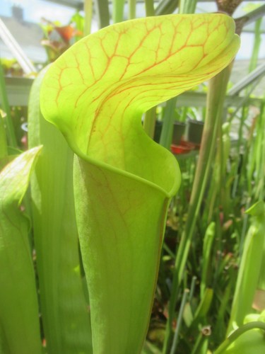 Sarracenia harperi jsh28 - harperi,