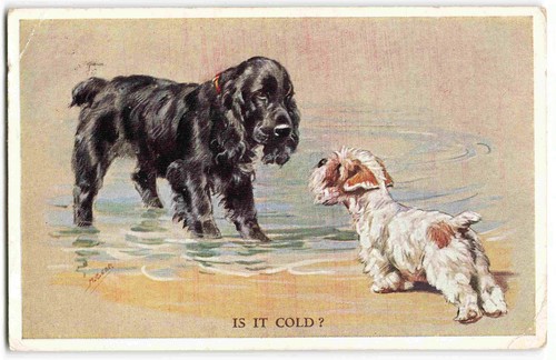 Mabel gear spaniel and terrier - spaniel,