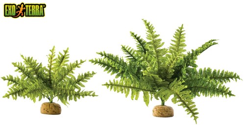 Exo terra boston fern - boston,