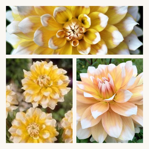 Dahlia dinnerplate seattle - dahlia, x