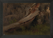 Fallen Tree Trunk in Forest