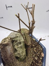 triangular maple, sugar maple