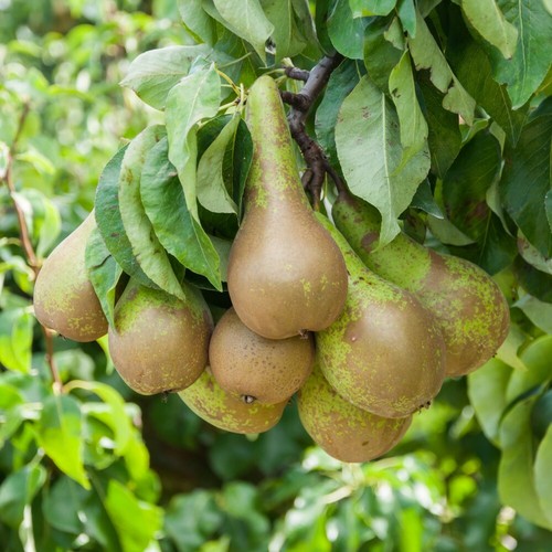Pear fruit tree - tree, hardy