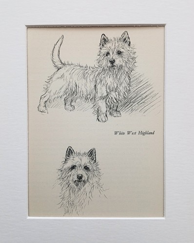 West highland terrier - highland,