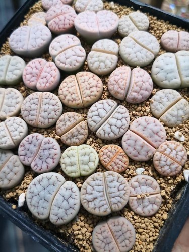 Mixed lithops gracilidelineata - lithops,