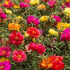 Moss rose portulaca - moss,