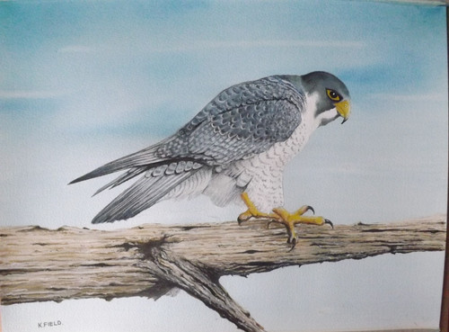 Peregrine falcon superb - falcon, a