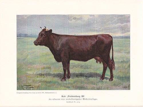 Cow fechtenburg iii dairy - iii',