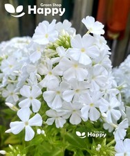 DRUMMOND'S PHLOX ALBA - 300