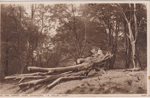 Essex the forest near - in,