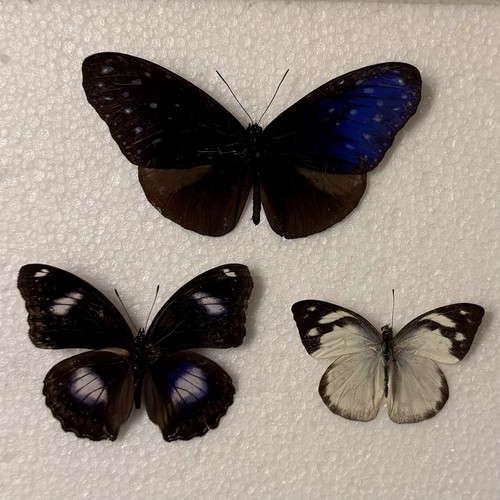Entomology butterfly specimen - butterfly,