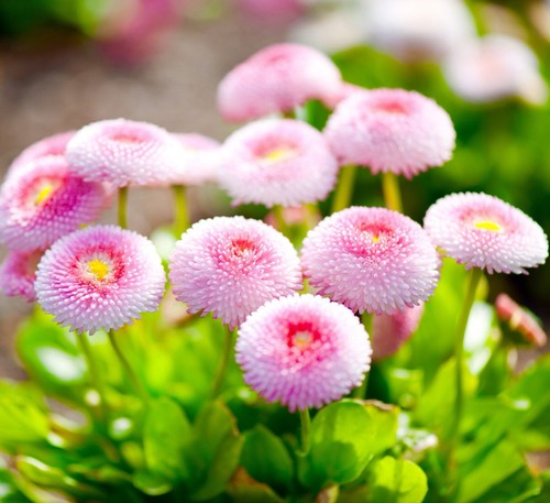 English daisy pomponette - daisy,