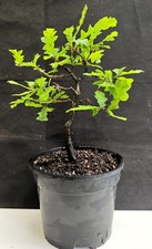TURKEY OAK BONSAI  MAT'L 12''