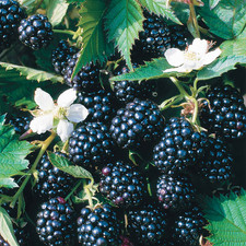 2 x Blackberry 'Loch Ness' - Rubus fruticosus SWEET blackberry in 9cm pots