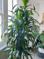 Dracaena Fragrans ‘Janet