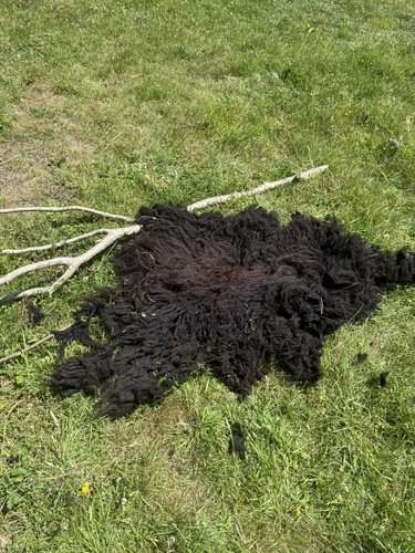 Hebridean sheep whole fleece - hebridean,