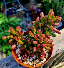 Crassula Ovata Gollum