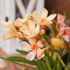Oleander Plant Angiolo Pucci