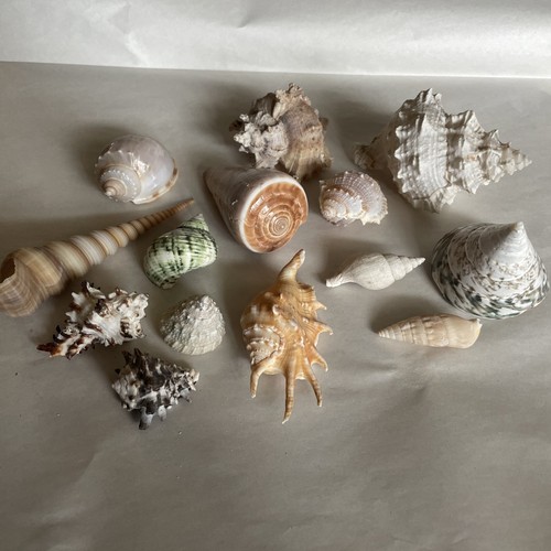 Vintage mixed sea shells job - shells,