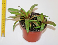 Rosebay Willow Herb Perennial