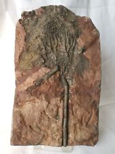 Beautiful 21cm silurian