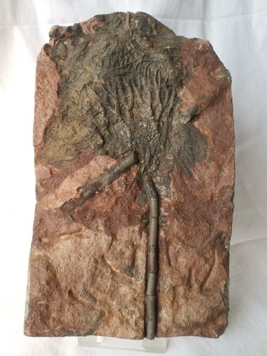 Beautiful 21cm silurian
