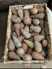 60 WELSH PINE CONES