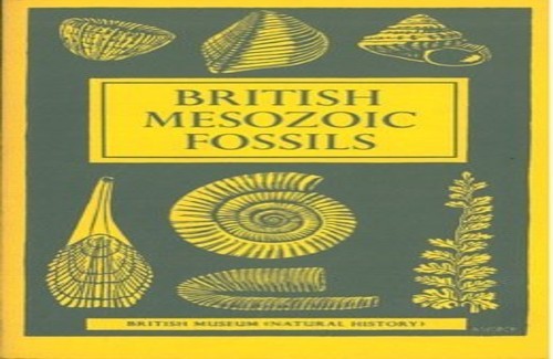 British mesozoic fossils - mesozoic,
