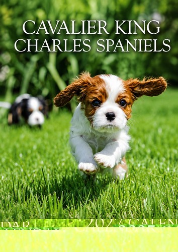 Cavalier king charles spaniel - cavalier,