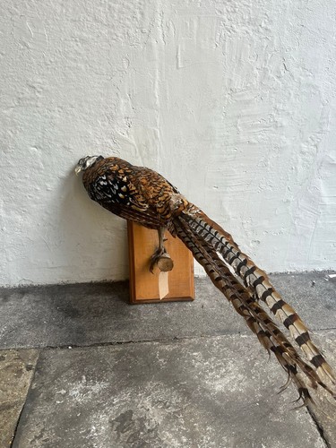 Taxidermy 1930 pheasant - ,