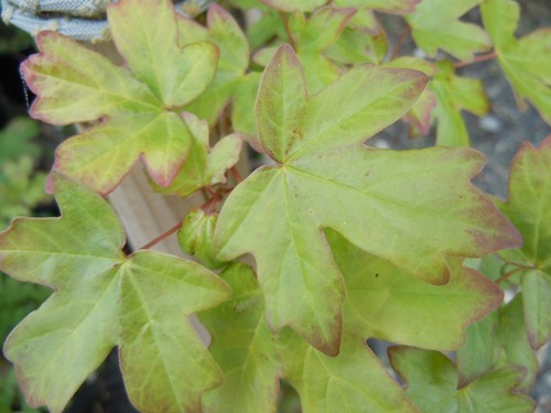 Acer campestre field maple - field,
