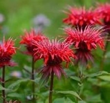 Monarda cambridge - 3, 'cambridge